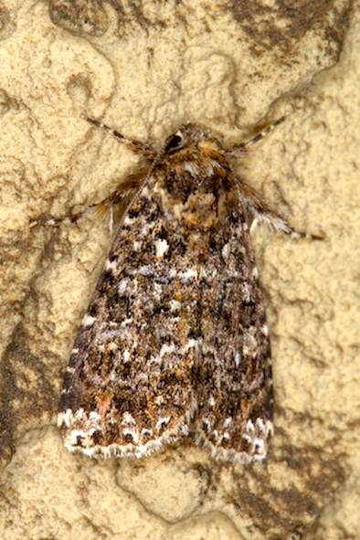 Noctuidae - Callopistria latreillei